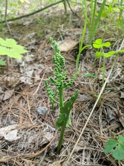 Botrychium minganense