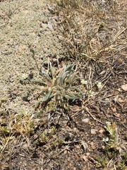 Ivesia santolinoides