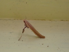 Caloptilia invariabilis