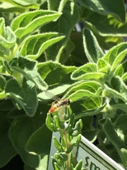 Toxomerus marginatus