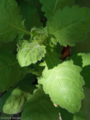 Pseudoconyza viscosa