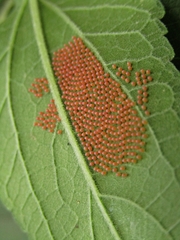 Actinote pellenea pellenea