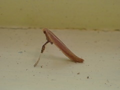 Caloptilia invariabilis