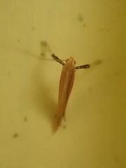 Caloptilia invariabilis