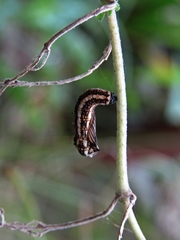 Actinote pellenea pellenea