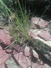 Allium rubens