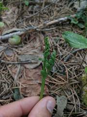Botrychium matricariifolium