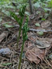 Botrychium matricariifolium