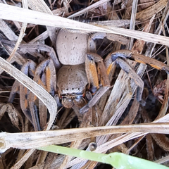 Neosparassus patellatus