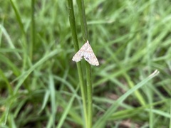 Petrophila heppneri