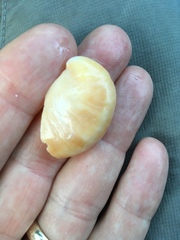 Crepidula fornicata image