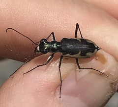 Eunota circumpicta johnsonii