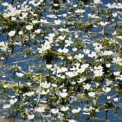 Ranunculus longirostris