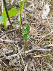 Botrychium michiganense