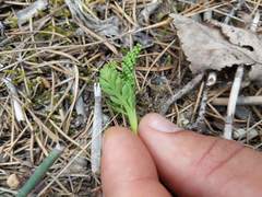 Botrychium michiganense