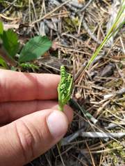 Botrychium michiganense