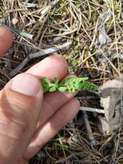 Botrychium michiganense