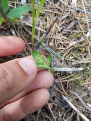 Botrychium michiganense