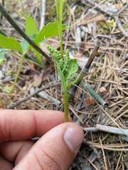 Botrychium michiganense