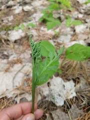 Botrychium matricariifolium