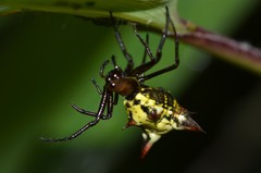 Micrathena rubicundula