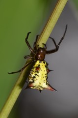 Micrathena rubicundula