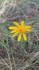 Arnica angustifolia