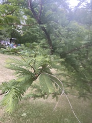 Metasequoia