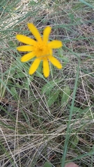 Arnica angustifolia