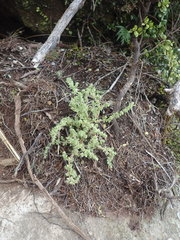 Crassula colligata colligata