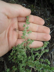 Crassula colligata colligata