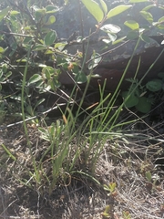 Allium rubens