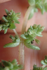 Crassula colligata colligata