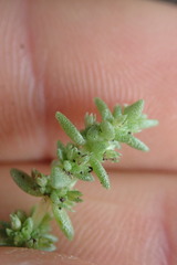 Crassula colligata colligata