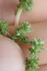 Crassula colligata colligata