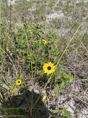 Helianthus debilis image