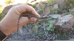 Pseudocordylus microlepidotus