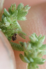 Crassula colligata colligata