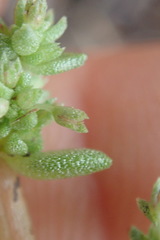 Crassula colligata colligata