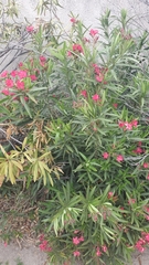 Nerium oleander
