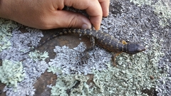 Pseudocordylus microlepidotus