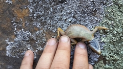 Pseudocordylus microlepidotus