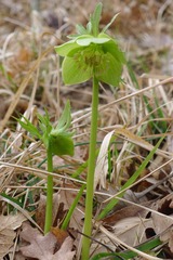 Helleborus bocconei