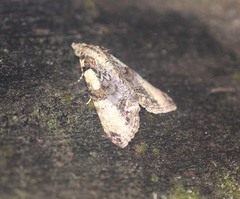 Stictopterinae