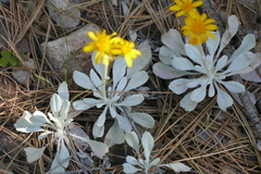 Packera candidissima