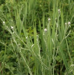 Asteraceae