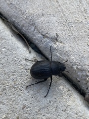 Phyllophaga cribrosa