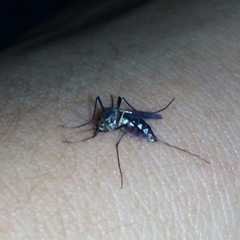 Armigeres subalbatus