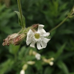 Silene latifolia