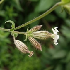 Silene latifolia